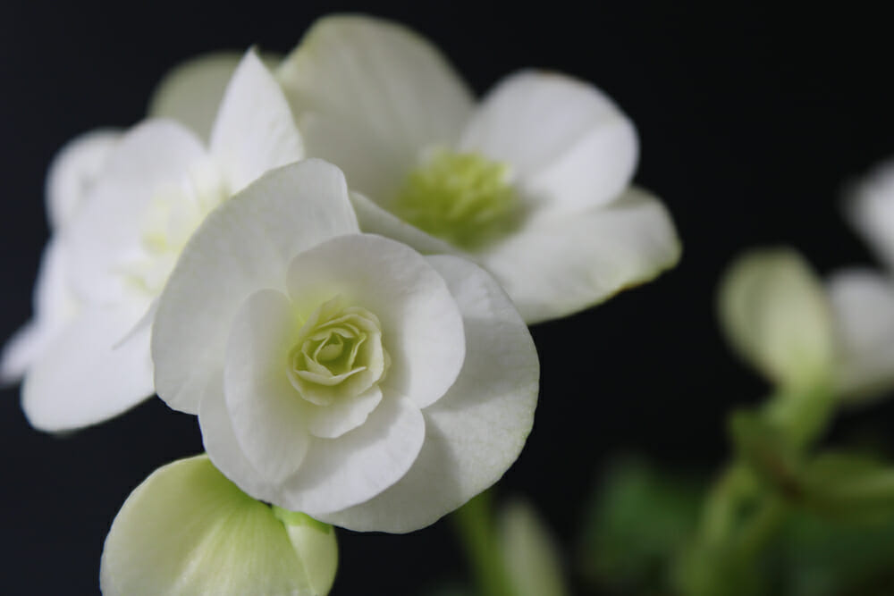 Begonia gracilis blanc