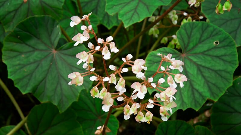 bégonia gracilis blanc