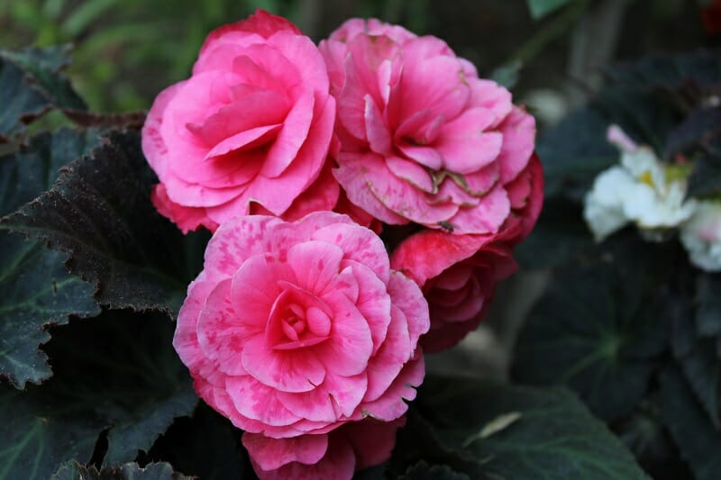 Bégonia Tubéreux rose à fleurs doubles