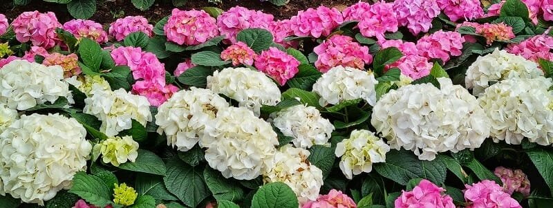 hydrangeas roses et blancs