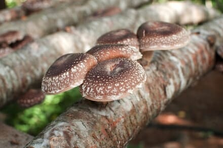 Plusieurs champignons Shiitake poussant sur un rondin de bois