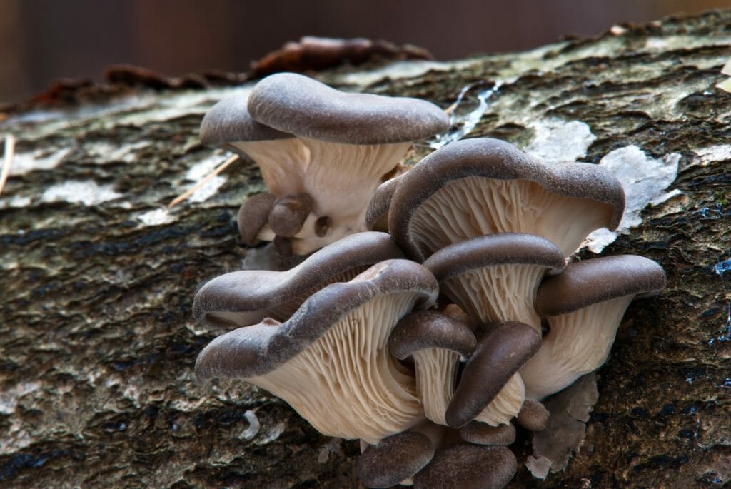 Plusieurs champignons Pleurotus Ostreatus sur un arbre
