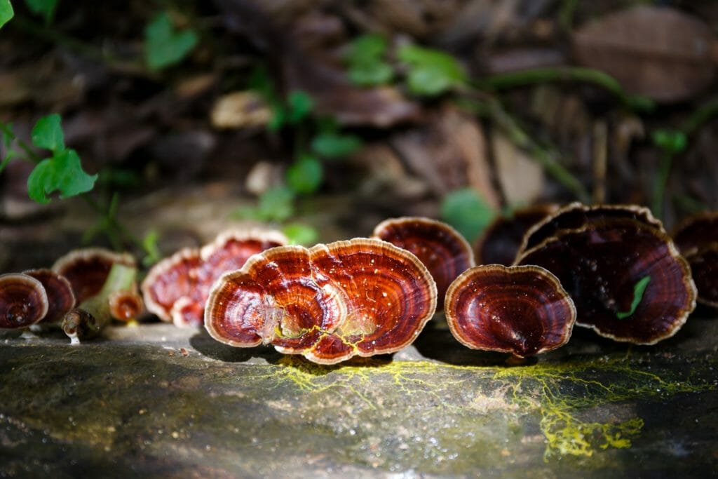 Jolis champignons Reishi rougeoyants au lever du soleil dans une forêt