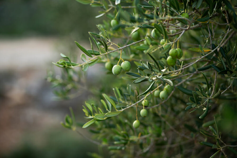 Branches d'olivier aglandau