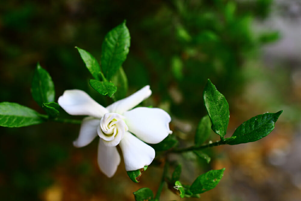 Fleur de gardénia jasminoides en train d'éclore