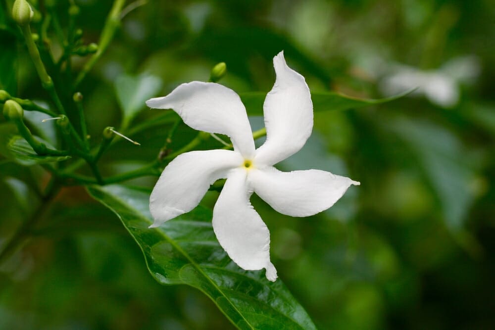 Fleur de jasmin étoilé vue de près