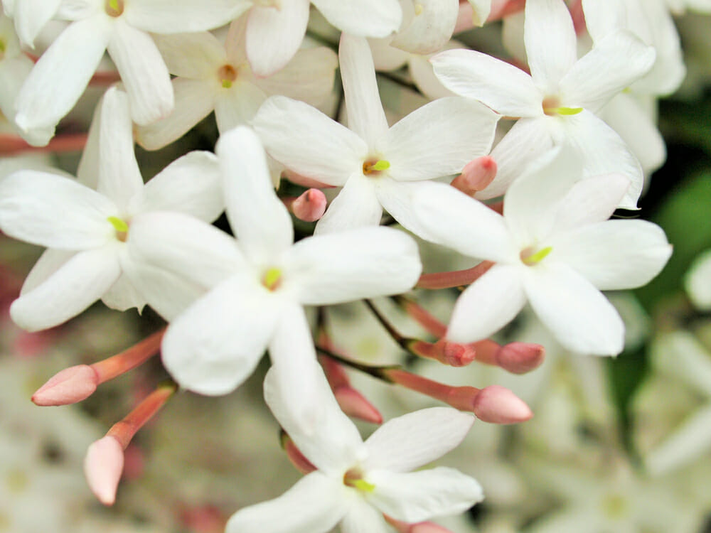 Fleurs du jasmin polyanthum
