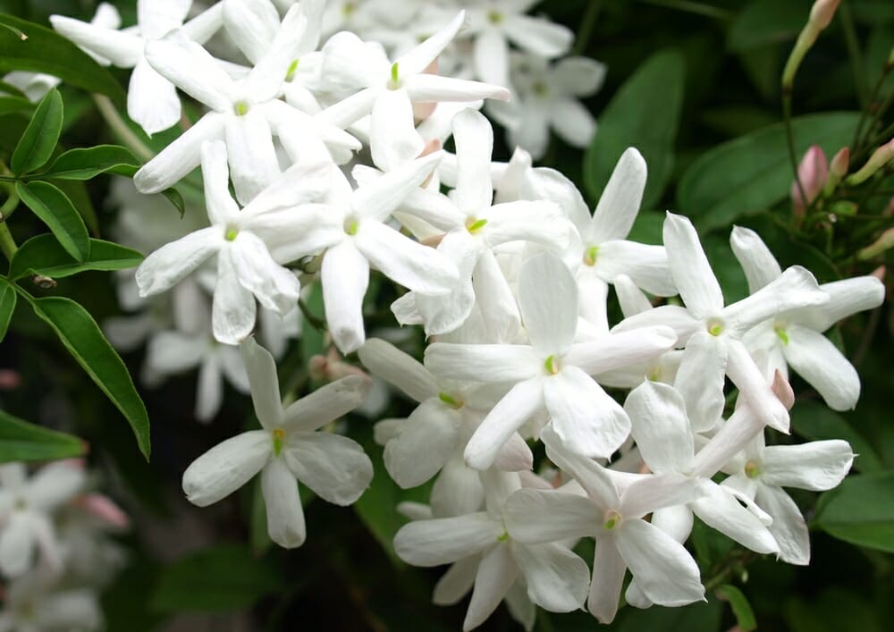 Fleurs de jasmin blanches
