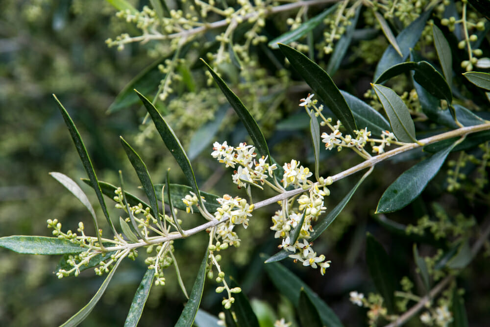 Fleurs d'olivier