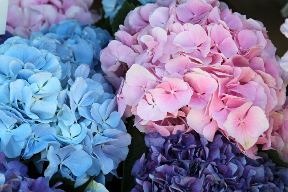 Hortensias bleues, roses et violettes