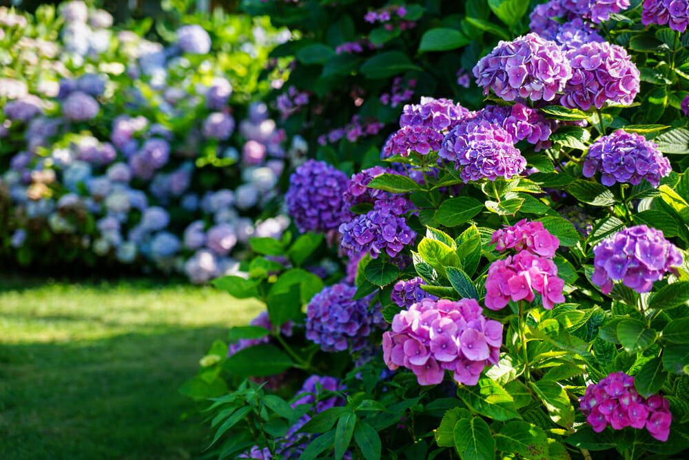 Hortensias violettes dans des massifs dans un jardin