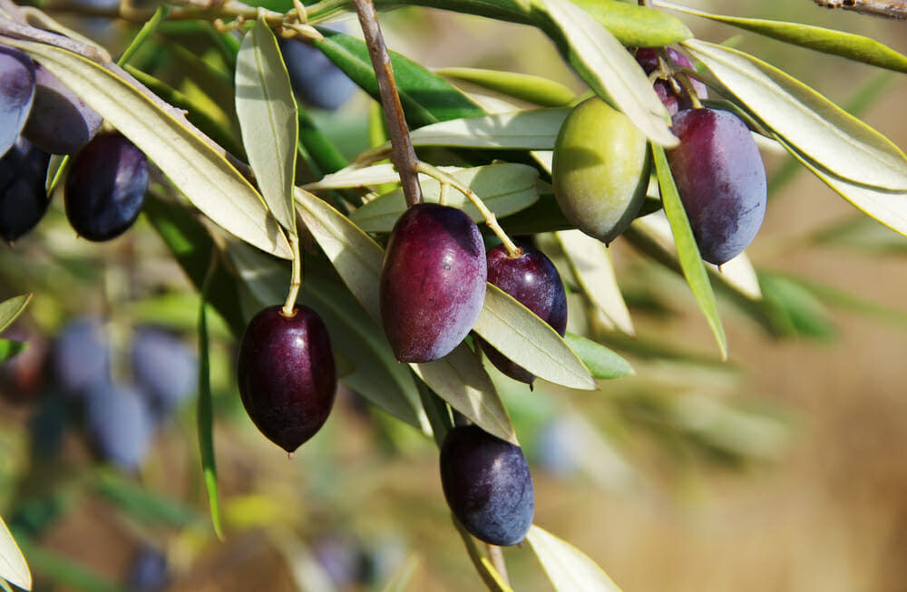 Olives vertes et noires sur une branche