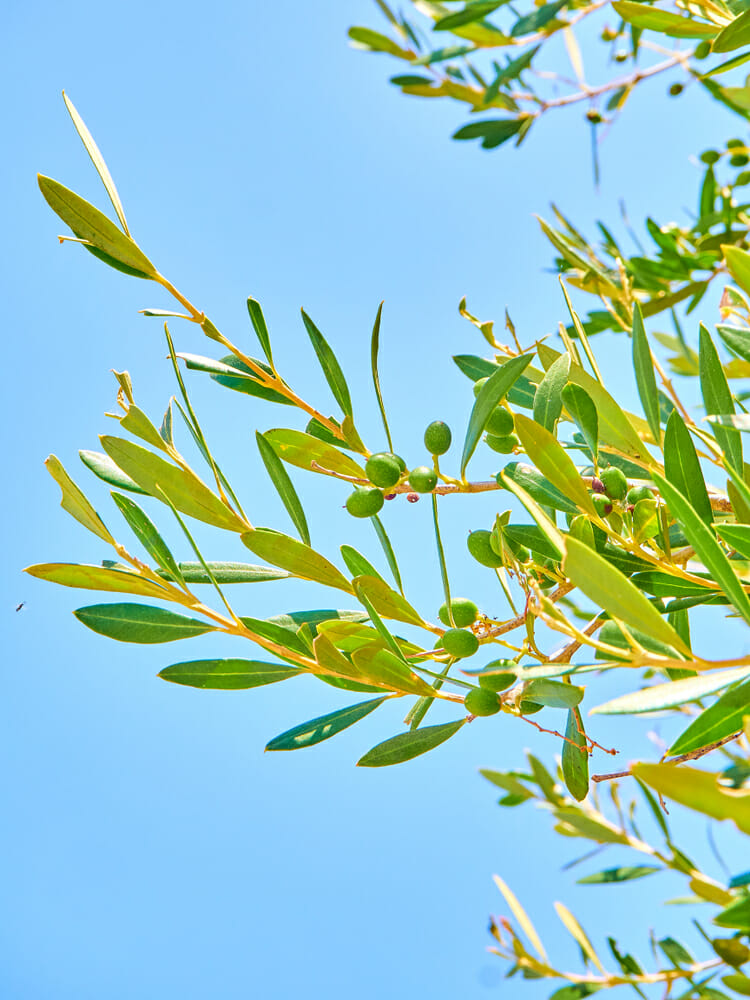 Branche d'olivier anglandau davant ciel bleu