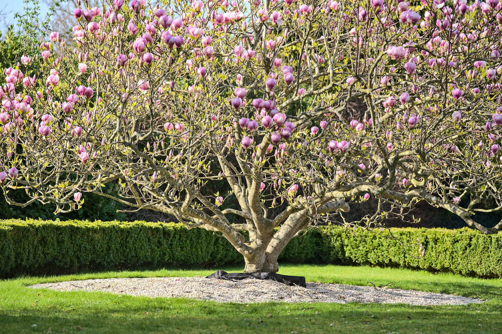 Grand arbre de magnolia soulangeana