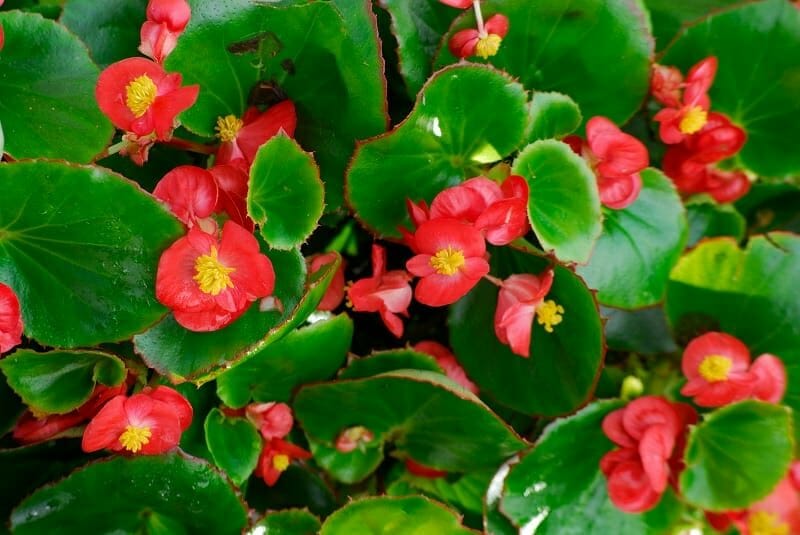 Un bégonia gracilis aux feuilles rouges