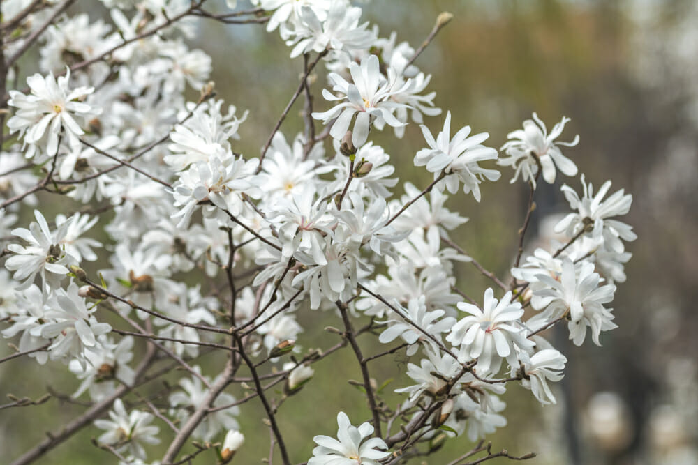 Branche de magnolia stellata avec ses fleurs