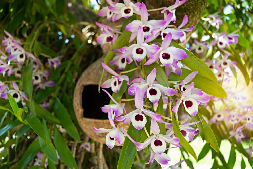 Orchidées bambou de variété nobile