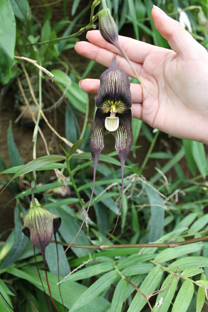 Orchidée tête de singe tenue dans une main
