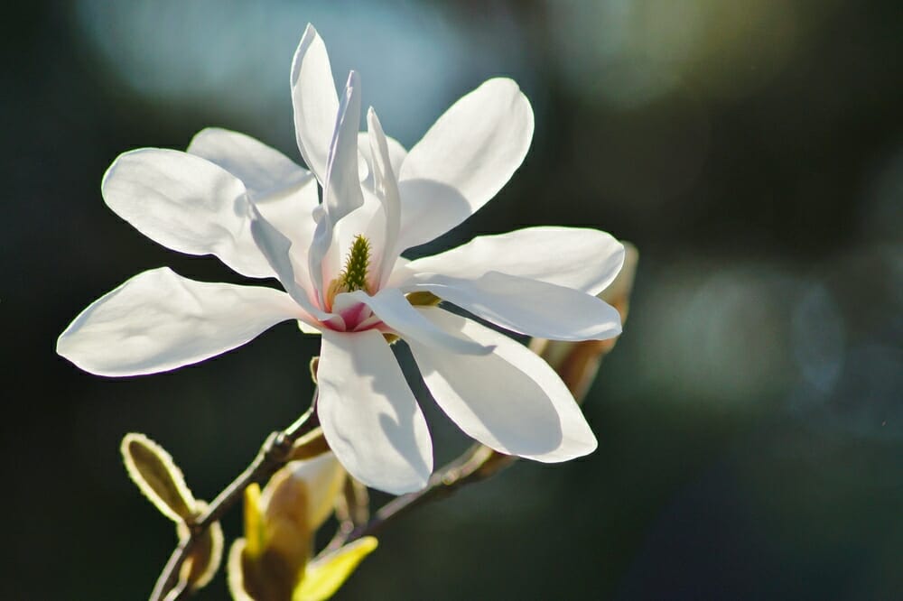 Fleur de magnolia kobus