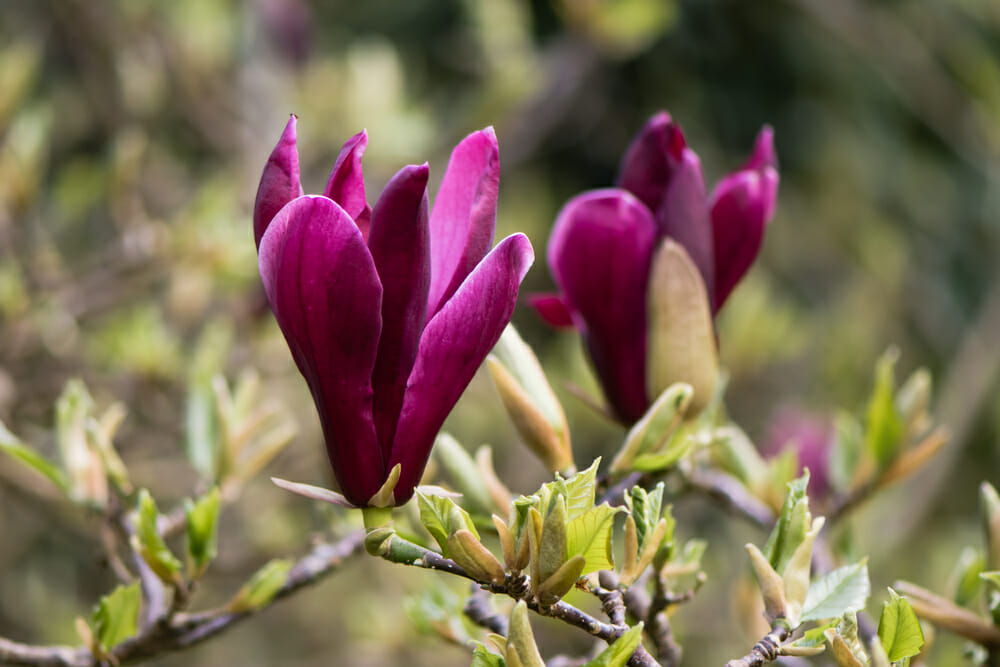 Fleur magnolia liliiflora