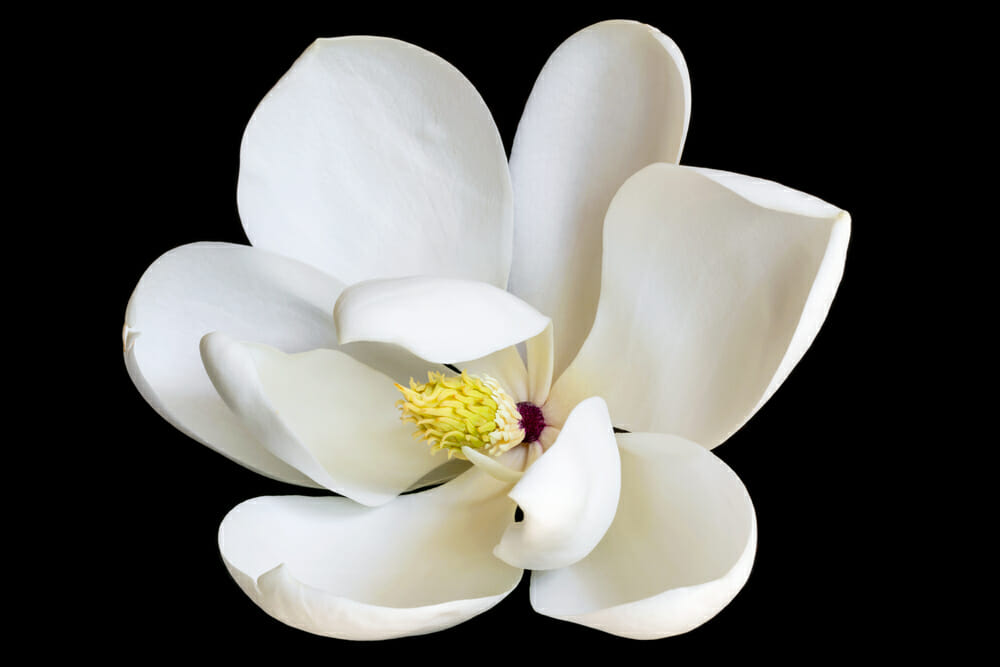 Fleur de magnolia nain sur fond noir