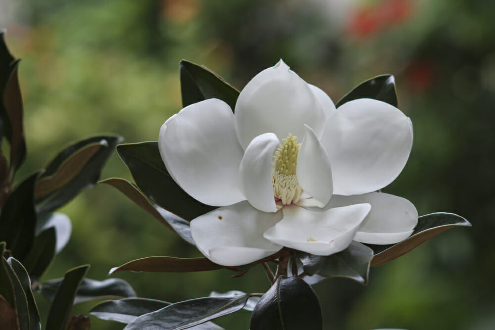Magnolia little gem