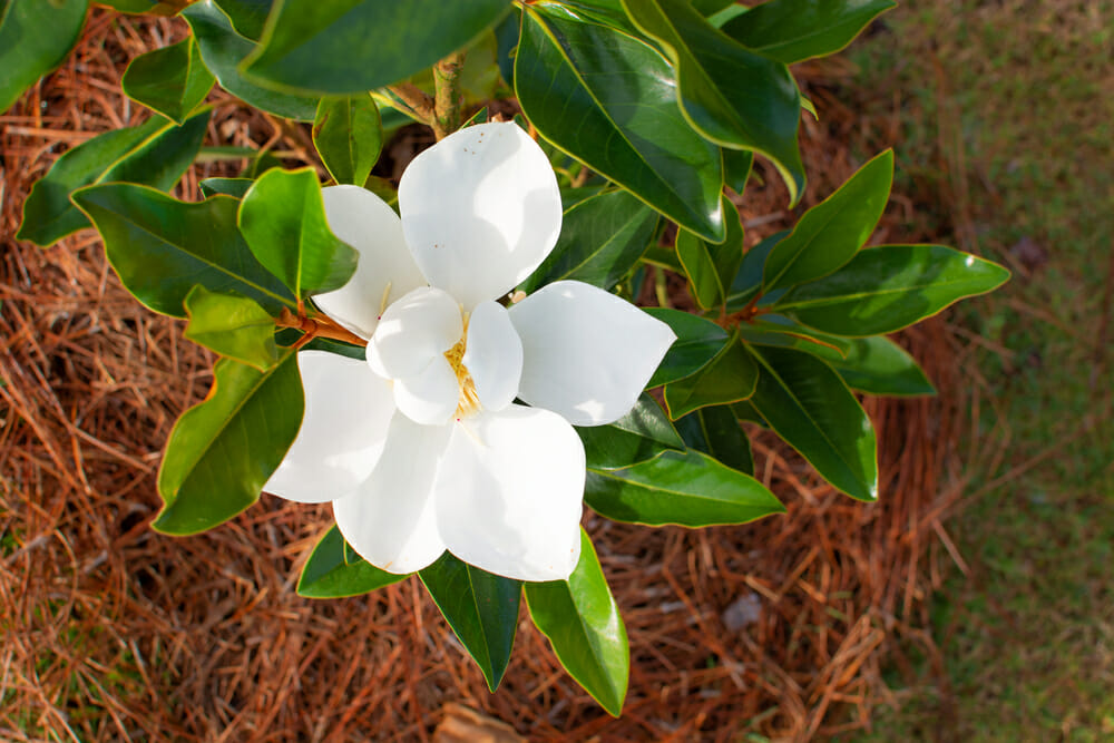Fleur magnolia nain