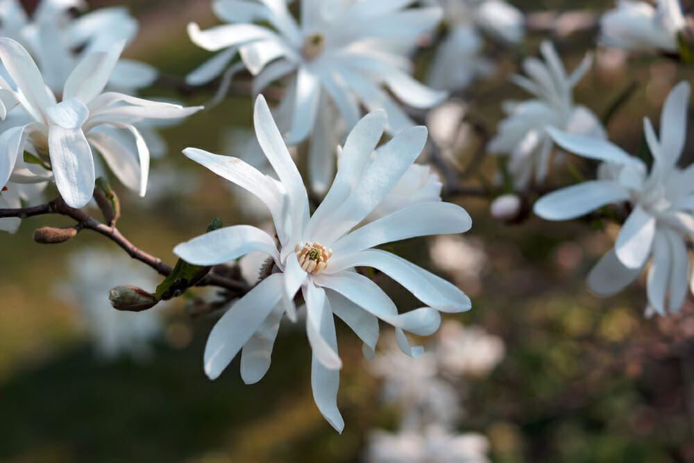 Fleur de magnolia stellata vue de près
