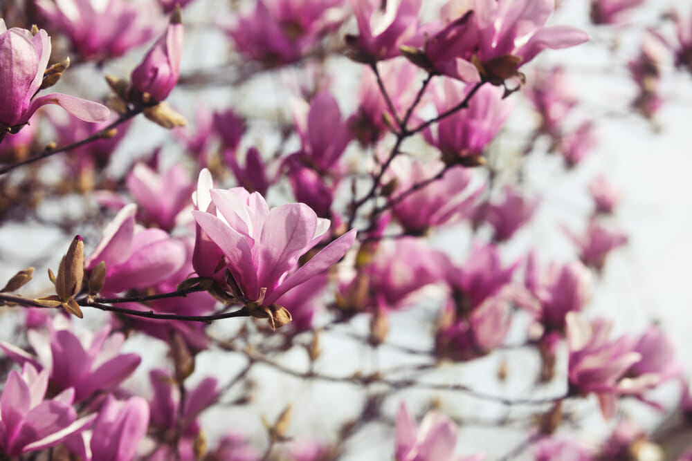 Fleurs magnolia liliiflora