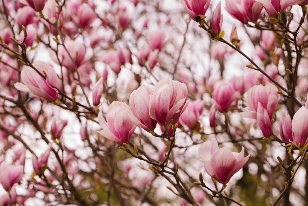 Fleurs magnolia soulangeana sur leurs branches