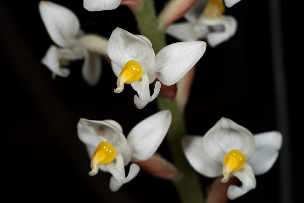 Fleurs d'orchidée bijou