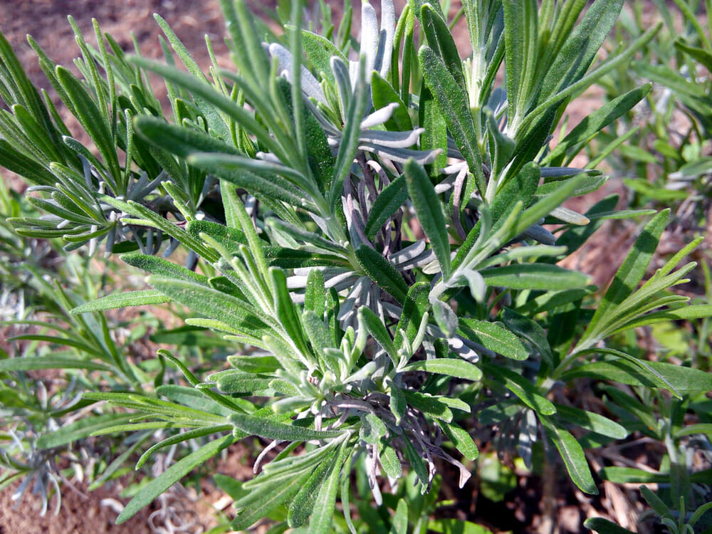 Lavadula latifolia sans fleurs