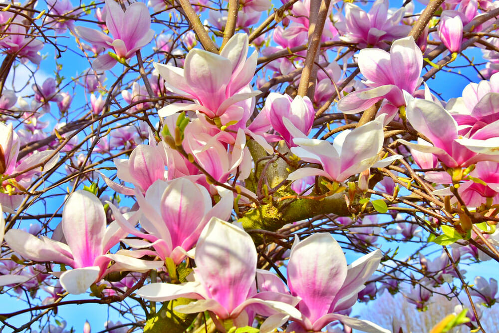 Fleurs de magnolia soulangeana sur fond de ciel bleu