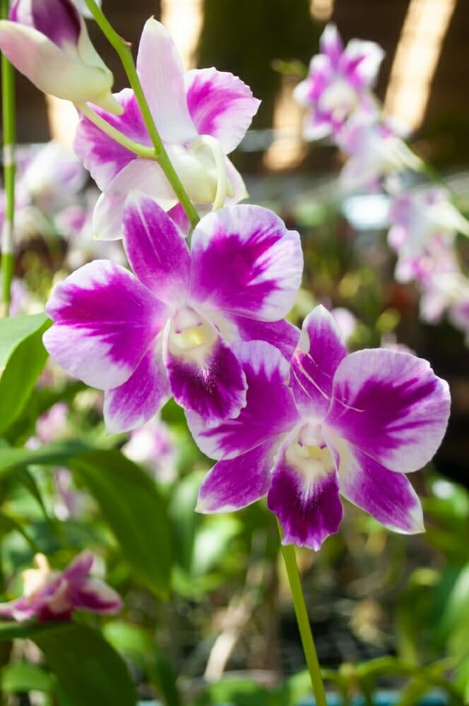 Orchidées bambou violettes