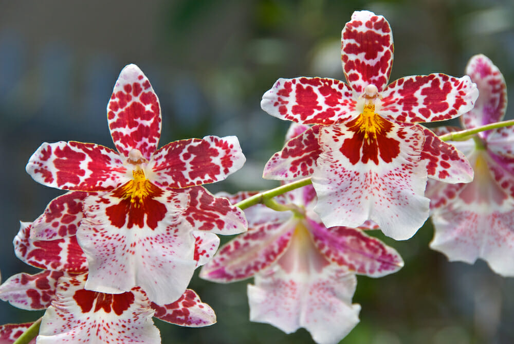 Orchidée cambria