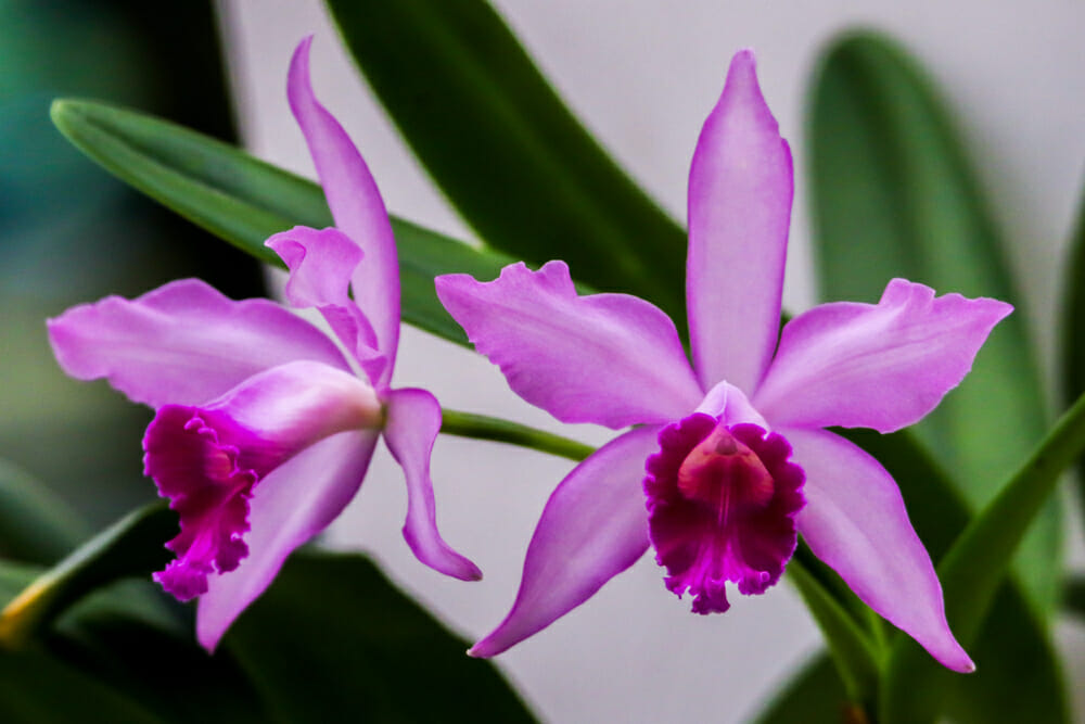 Orchidée cattleya
