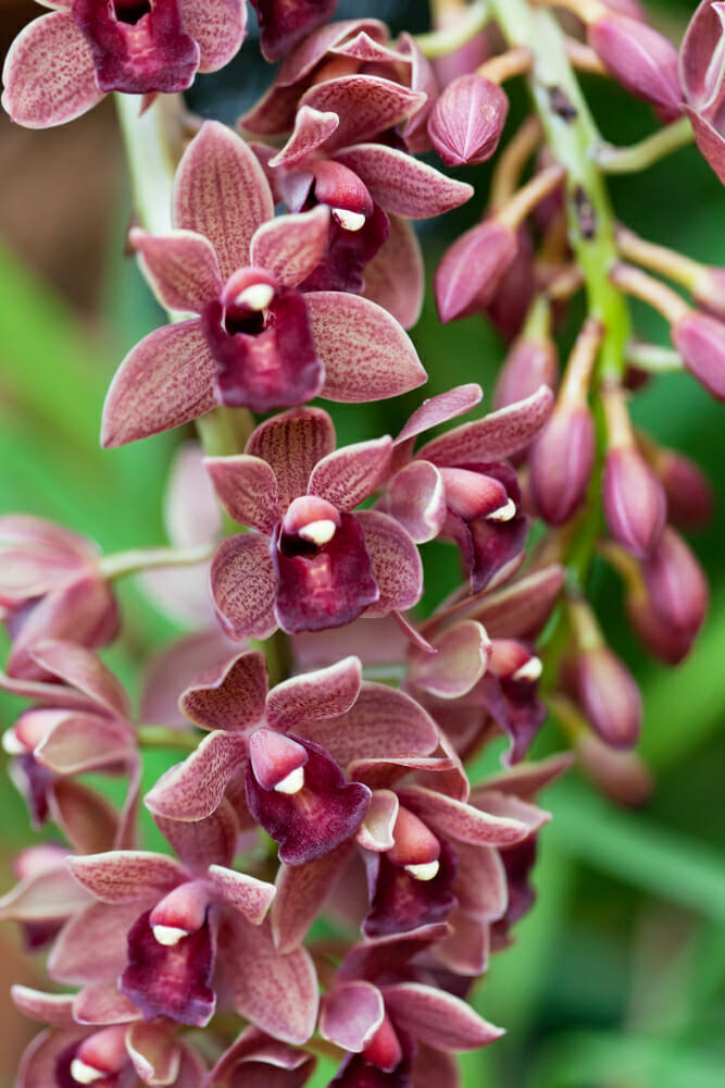 Orchidée cymbidium pourpres