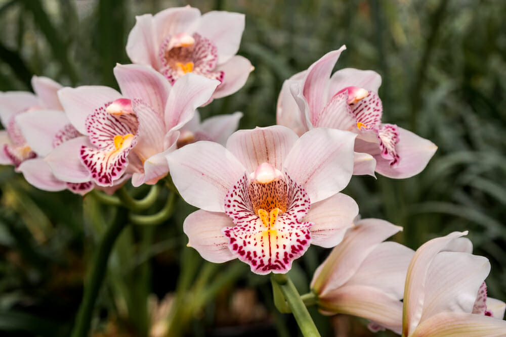 Orchidées cymbidium roses