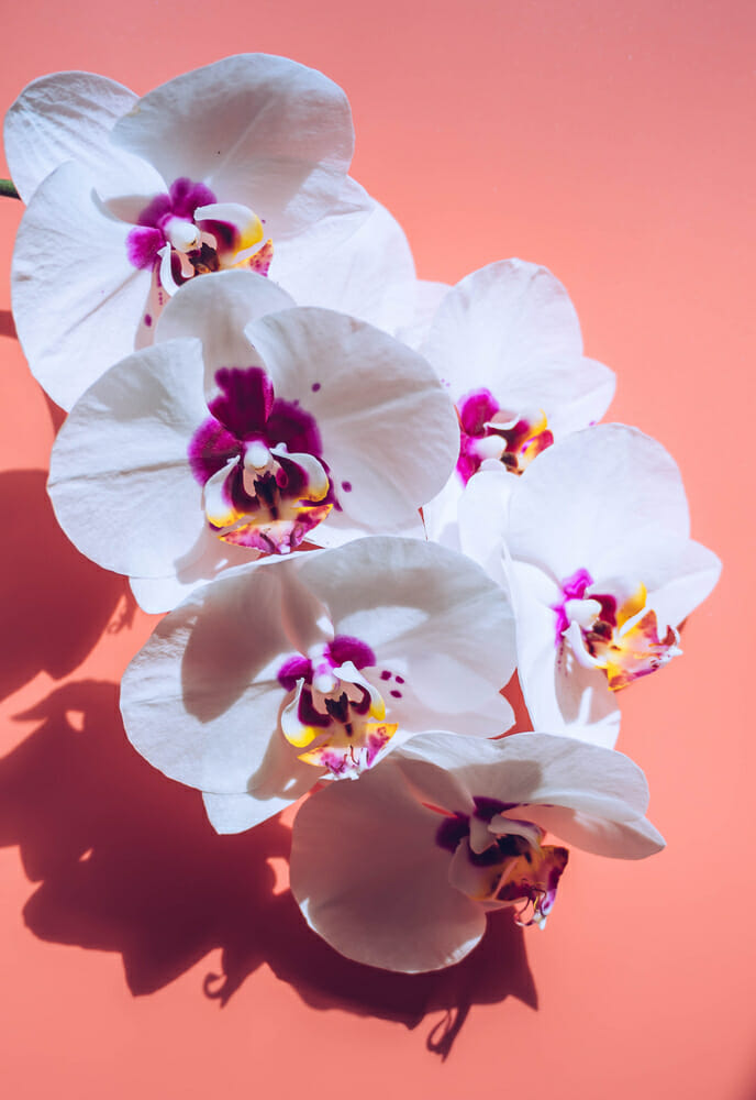 Orchidées blanches sur fond rose