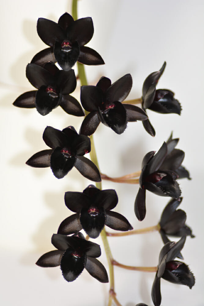 Orchidée noire