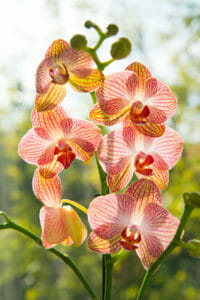 Orchidée Phalaenopsis, la plus répandue