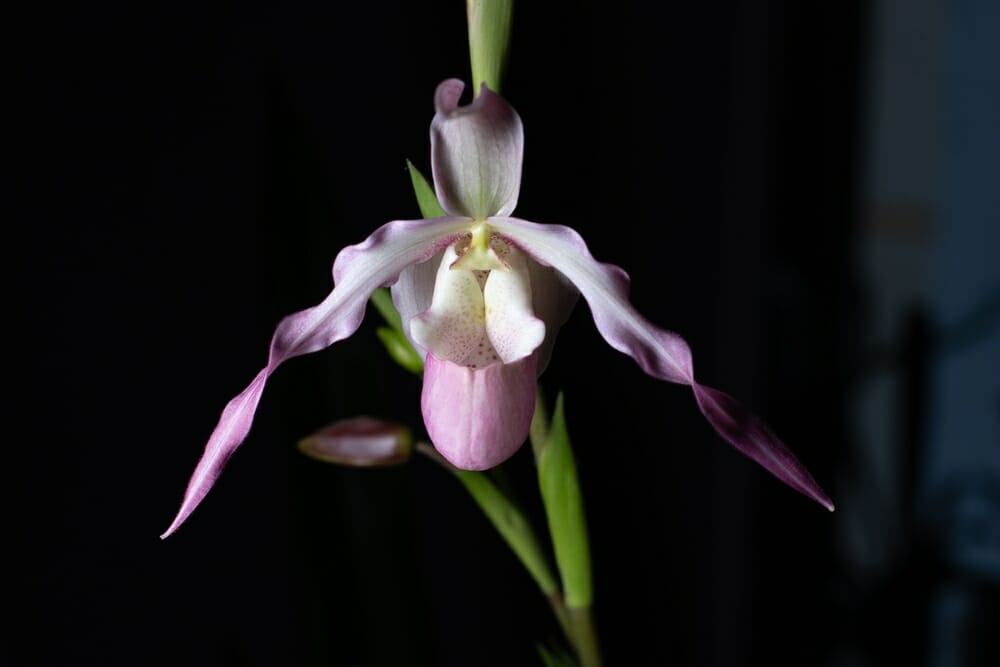 Orchidée phragmipedium