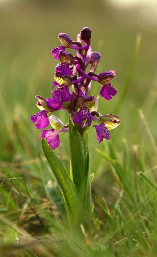 Orchidée sauvage de Bretagne