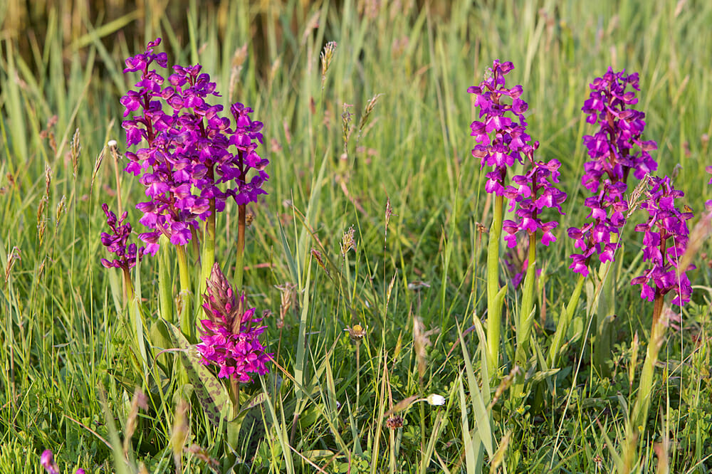 Orchidées sauvages de Bretagne
