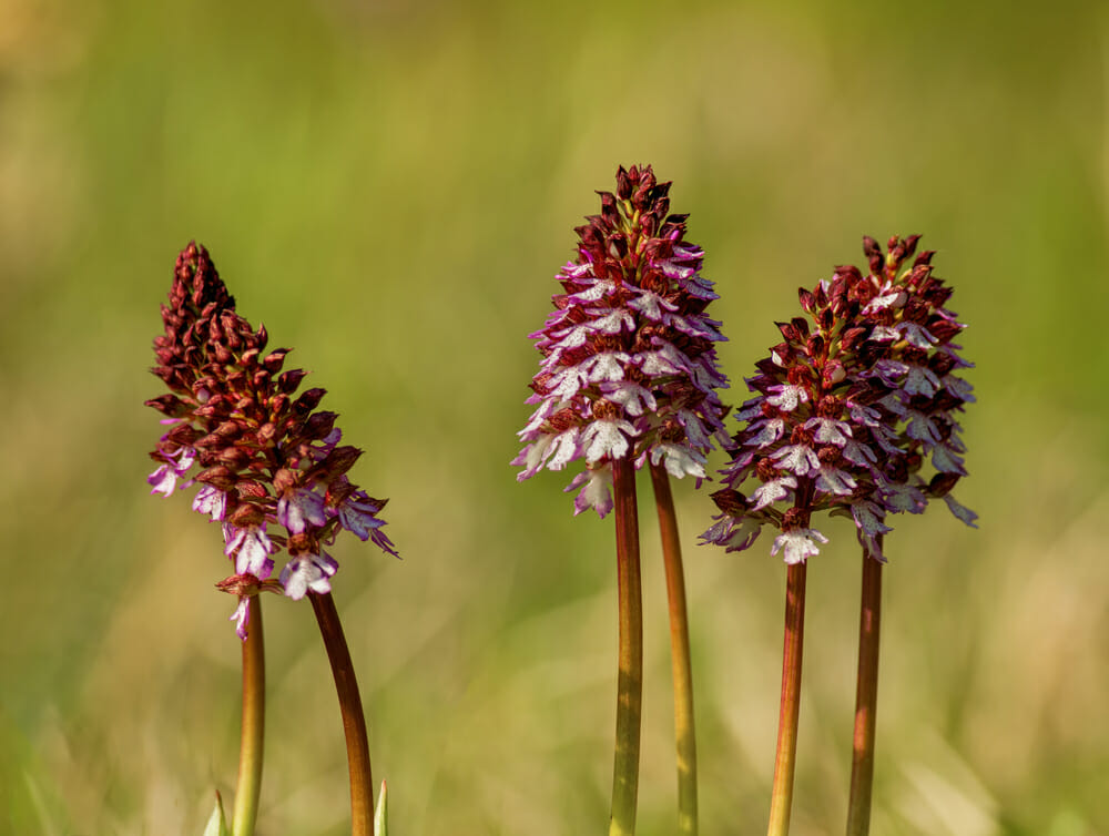 Orchidée sauvages de la Loire