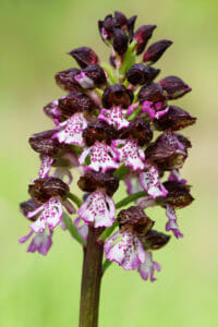 Orchidée sauvage de la Loire