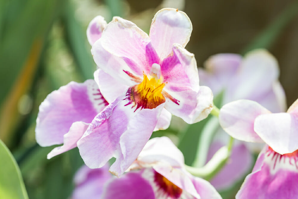 Orchidée vanda rose clair de Singapour