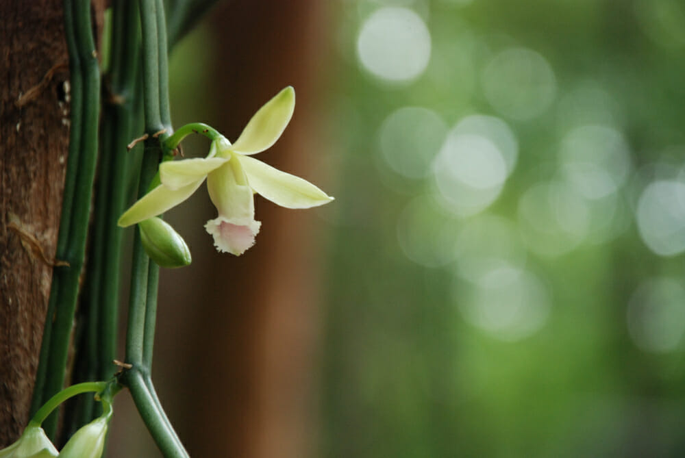 Fleur d'orchidée vanille