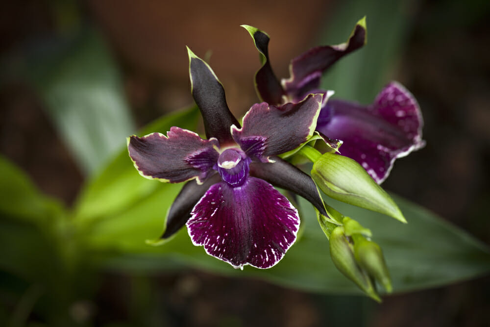 Orchidée zygopetalum