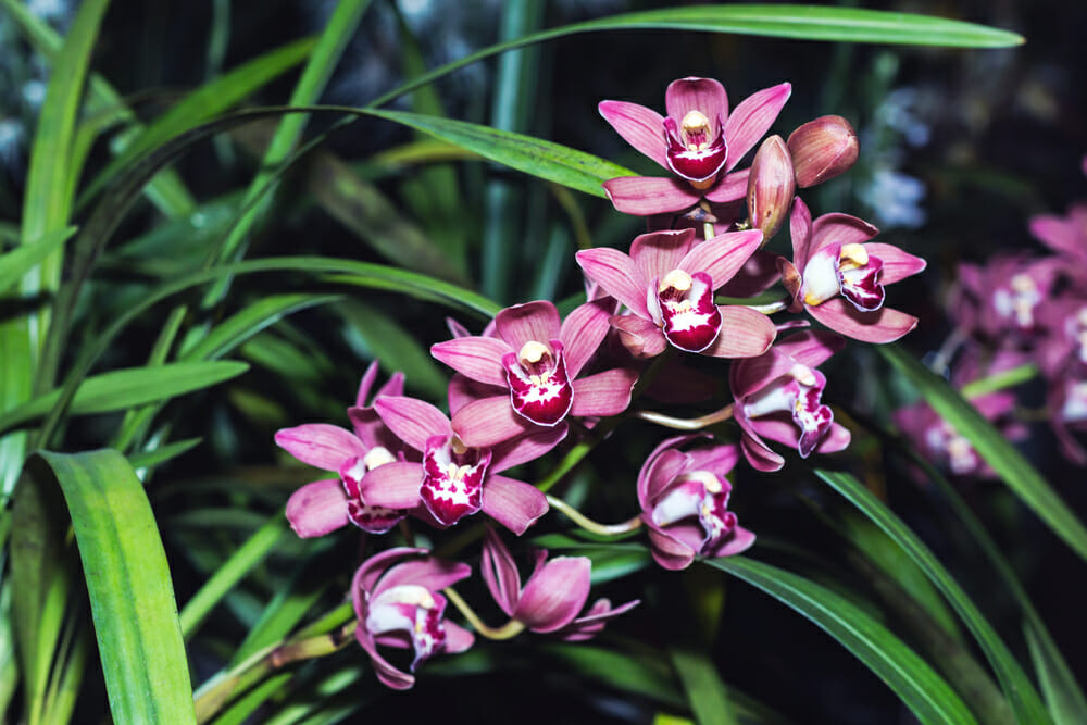 Orchidées cymbidium fuschias
